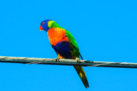 Rosella Bird