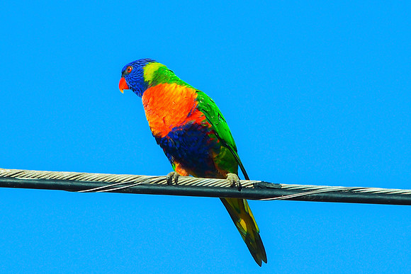 Rosella Bird