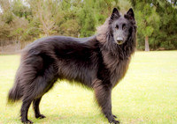 Nero the Groenendael