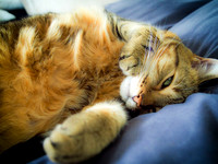 Vita the Cat