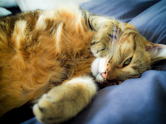 Vita the Cat