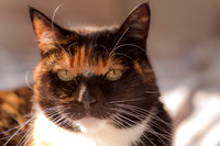 Portrait of a cat