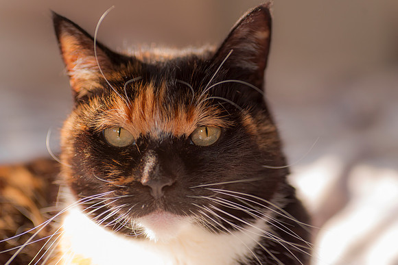 Portrait of a cat