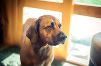 Ridgebackranch-15