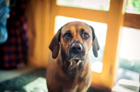 Ridgebackranch-16