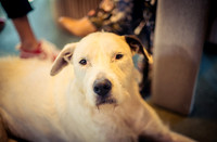 Ridgebackranch-17