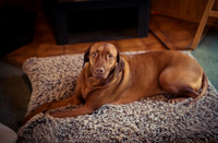Ridgebackranch-19