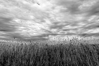 Dark_Fields