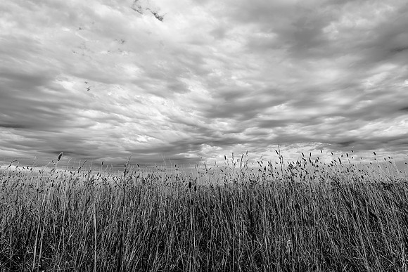Dark_Fields