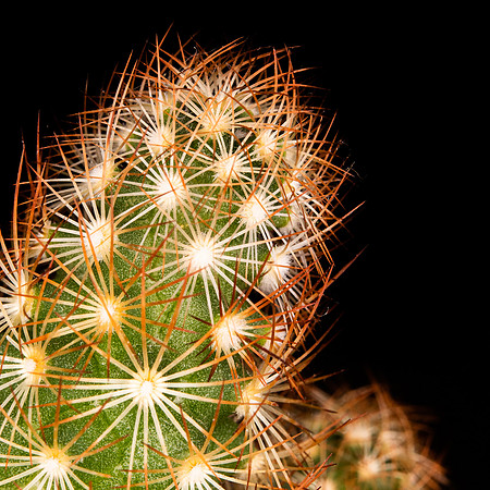 MacroCactus