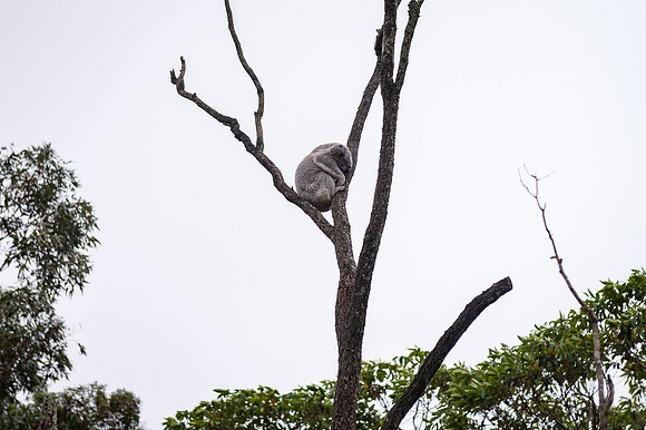 2024-09-12-Simplot-TarongaZoo-11