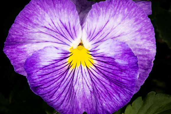 Flower-2