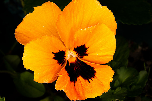 Flower-3
