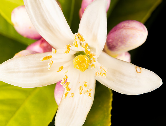 Flower-4