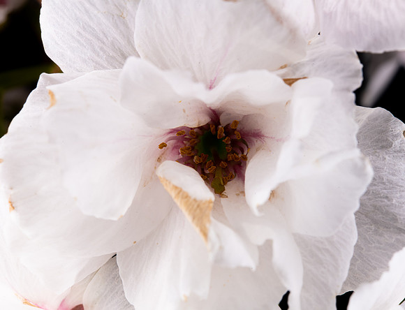 Flower-5