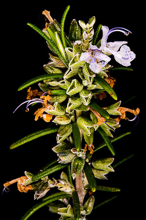 Flower-6