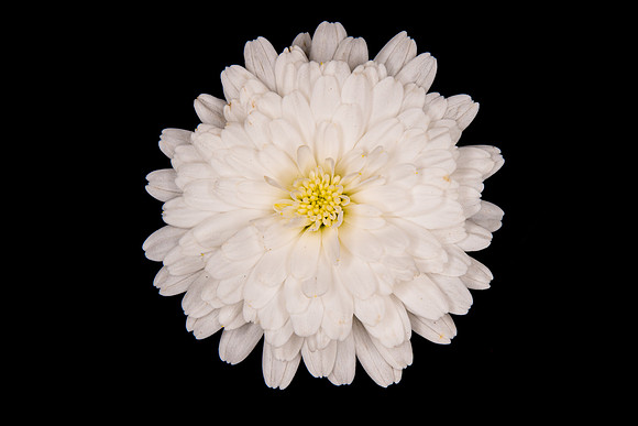Flower-7