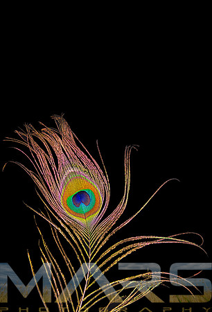 Pfeather-1